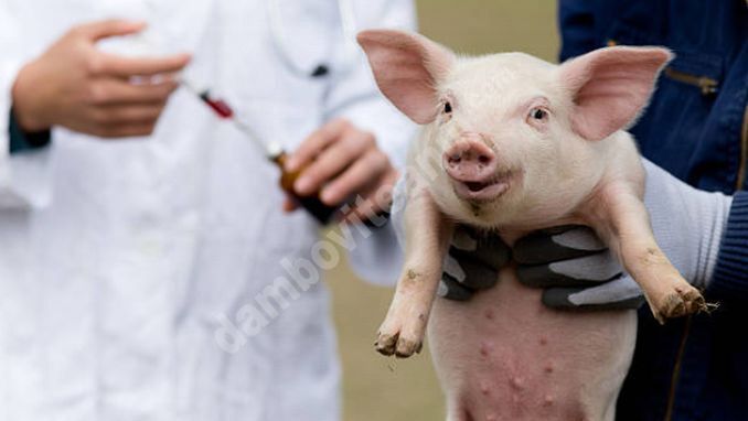You are currently viewing 300 de focare de pestă porcină africană, în România; vezi care este situația în județul Dâmbovița