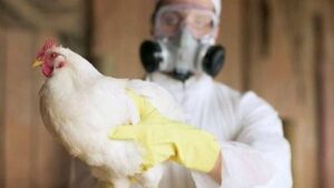 Read more about the article Gripa aviară a ajuns din nou în România