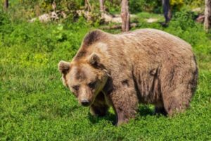 Read more about the article Ministrul Mediului schimbă regulile privind intervenția pentru recoltarea urșilor ce pun în pericol siguranța sau bunurile cetățenilor