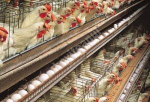 Read more about the article Alertă, la o fermă de găini din Valea Mare
