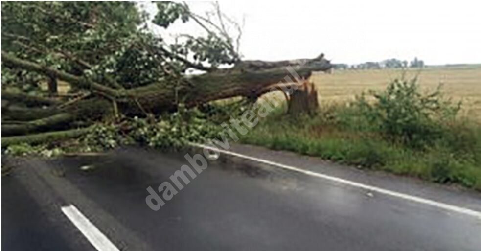You are currently viewing DÂMBOVIȚA: Copac doborât de vânt pe DN 72, pe raza localității Lucieni