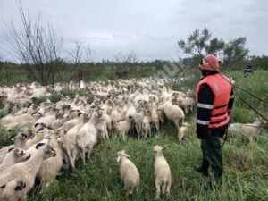 Read more about the article Turmă de 800 de oi izolată de șuvoaiele de apă, la Cornești! Pompierii au intervenit!