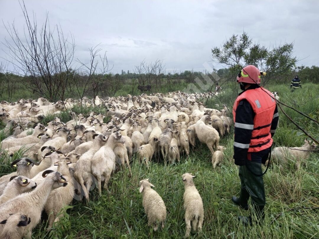 You are currently viewing Turmă de 800 de oi izolată de șuvoaiele de apă, la Cornești! Pompierii au intervenit!