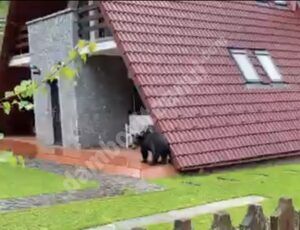 Read more about the article Urs surprins pe terasa unei case, la Sinaia! Imagini uluitoare!