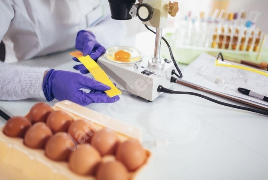 You are currently viewing Salmonella Enteritidis, descoperită într-o exploatație comercială din Valea Mare – Dâmbovița
