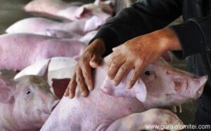 Read more about the article ANSVSA anunţă că în țară sunt active 130 de focare de pestă porcină africană
