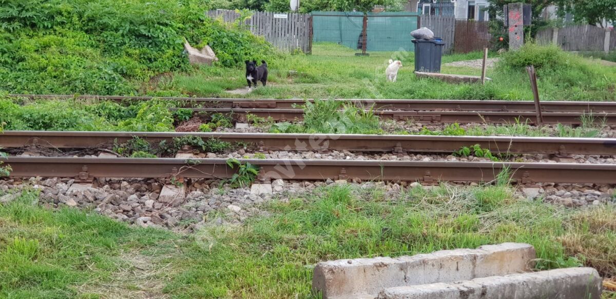You are currently viewing Apel disperat la ministrul Drulă al locuitorilor unui sat din Dâmbovița, rupt de lume și fără acces la serviciile de urgență