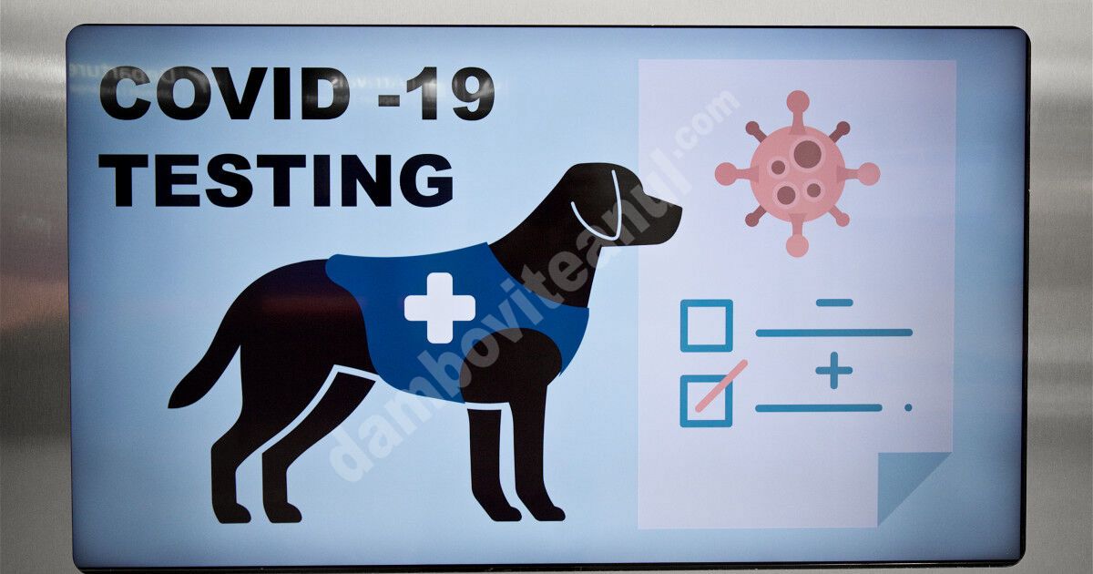 You are currently viewing Pe aeroportul din Sibiu, triajul epidemiologic va fi făcut cu ajutorul câinilor