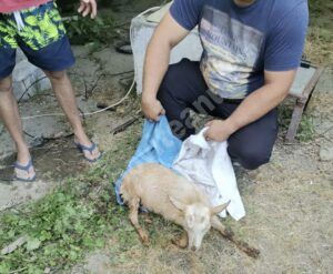 Read more about the article ANIMAL CĂZUT ÎNTR-UN PUȚ, SALVAT DE POMPIERII GĂEȘTENI!