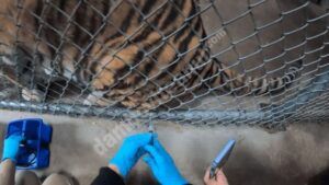 Read more about the article Într-o grădină zoologică din San Francisco, animalele sunt vaccinate anti-covid