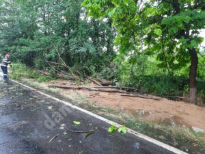 Read more about the article Un copac a căzut pe DN 72 A, la Izvoare! Traficul este îngreunat!