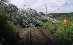 Read more about the article Un copac a căzut peste calea ferată din halta Săcuieni! Pompierii au intervenit!