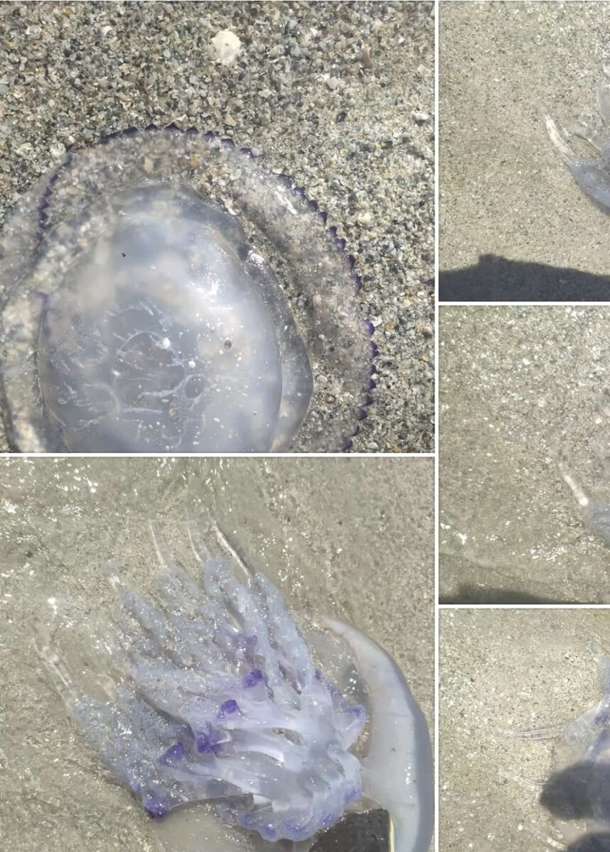 You are currently viewing Litoralul românesc este invadat de meduze