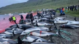 Read more about the article Masacru în Insulele Feroe, unde au fost uciși peste 1400 de delfini