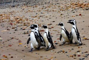 Read more about the article Peste 60 de pinguini au fost uciși de albine, în Africa de Sud