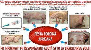 Read more about the article Aproape 600 de focare de pestă porcină sunt active în România, dintre care 12 în Dâmbovița. Preşedintele Asociaţiei Producătorilor de Carne de Porc din România: ”Suntem într-o perfectă catastrofă, pesta porcină africană a provocat un incendiu asupra industriei, care durează de patru ani, n-am avut sprijin de la autorități”