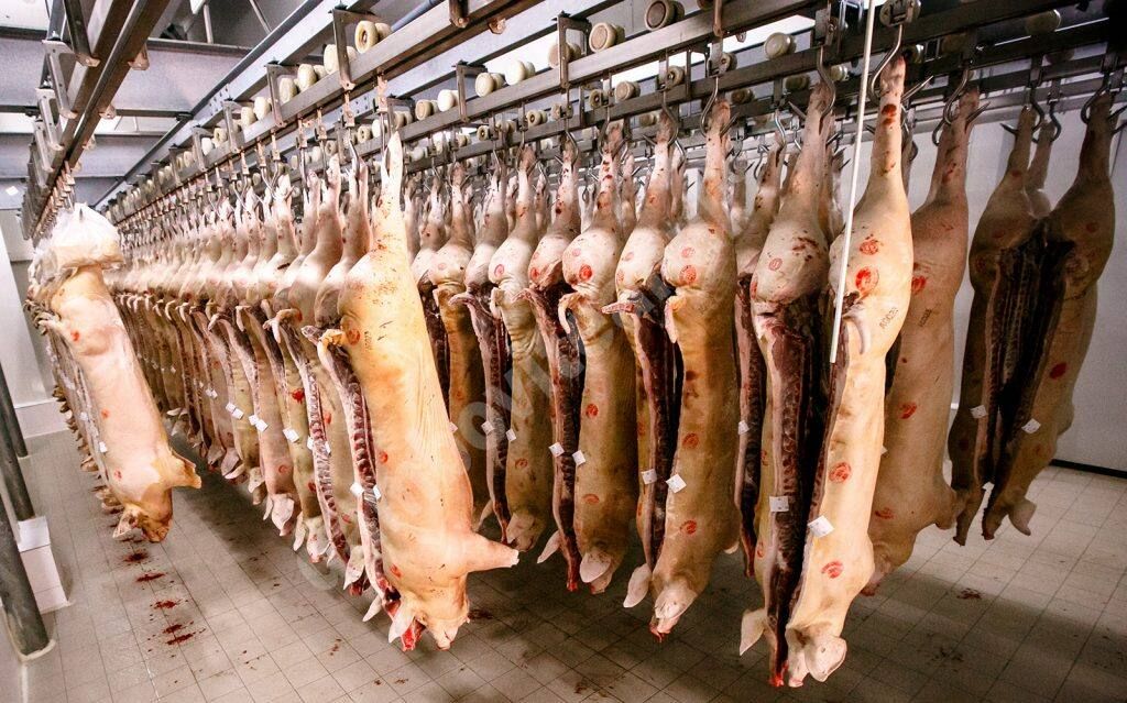 You are currently viewing 80% din carnea de porc din galantare va fi din importuri în această perioadă, din cauza pestei porcine