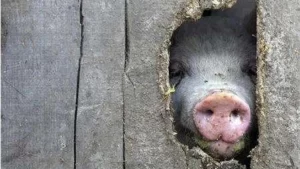 Read more about the article ”Legea porcului” a ajuns la Camera Deputaților. Dacă va fi adoptată, cetățenii nu mai au voie să crească mai mult de 5 porci, sau să-i hrănească cu lături