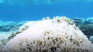 Read more about the article Australia investește 700 de milioane de dolari în protejarea Marii Bariere de Corali