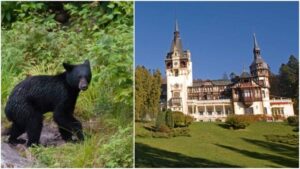 Read more about the article Un urs a speriat turiștii la Castelul Peleș din Sinaia. A fost emis un mesaj ro-alert