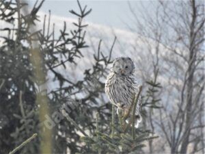 Read more about the article Apariție spectaculoasă, în Parcul Natural Bucegi
