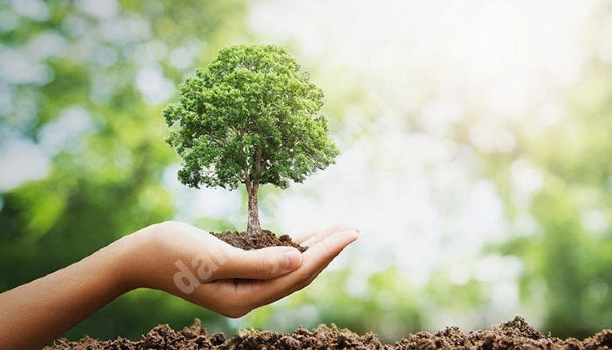 You are currently viewing 19 milioane de puieţi vor fi plantaţi, anul acesta, în cadrul evenimentului ”Luna Plantării Arborilor”