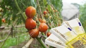 Read more about the article Mai puțină birocrație pentru agricultori, la accesarea programului „Tomata”