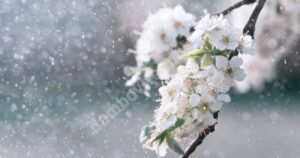 Read more about the article Pregătiți-vă umbrelele, încep ploile