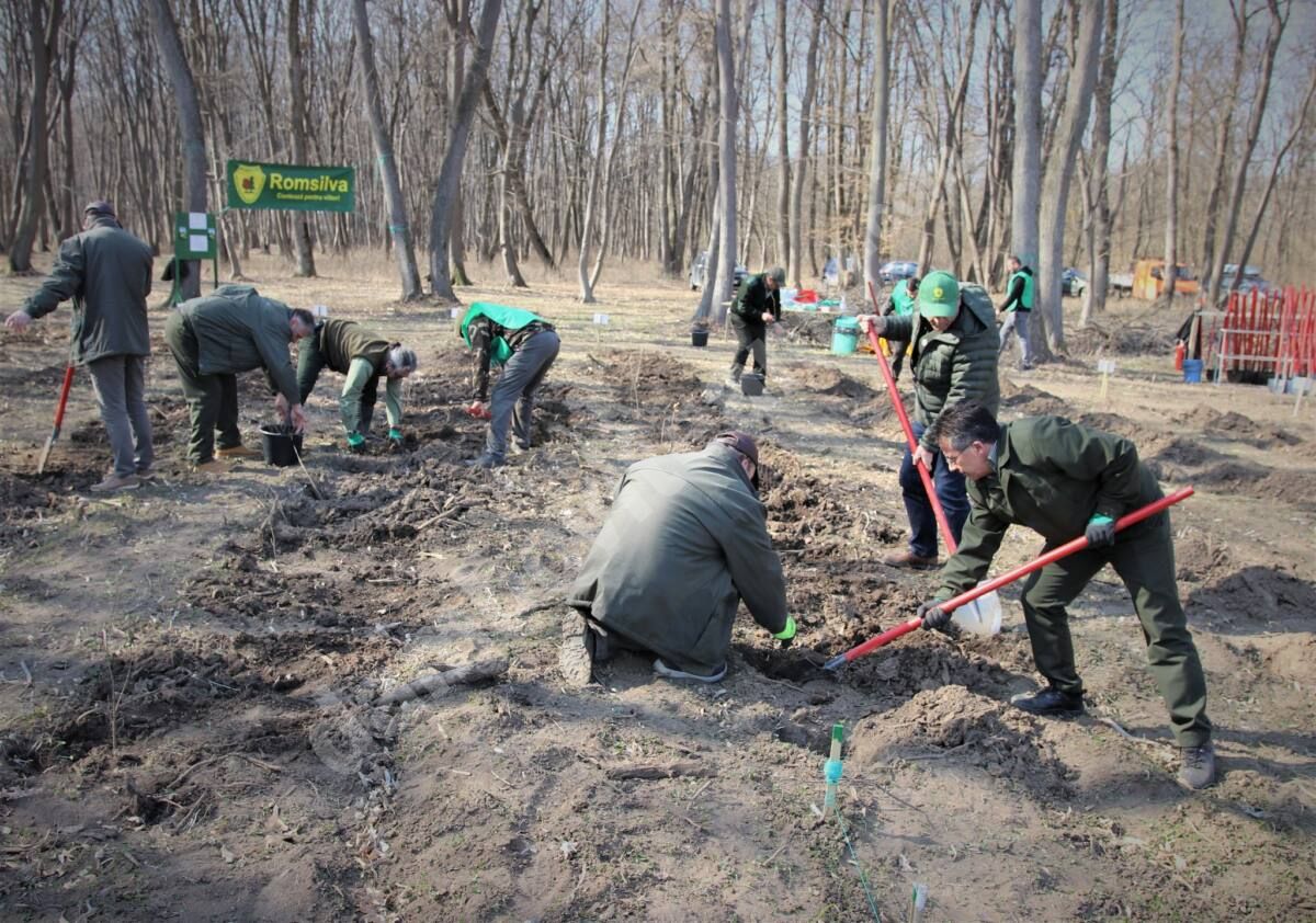 You are currently viewing Peste 6600 de puieți au fost plantați de echipele ROMSILVA, de Ziua Internațională a Pădurilor