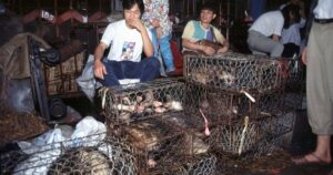 Read more about the article În China a fost descoperit primul caz de gripă aviară H3N8 la oameni