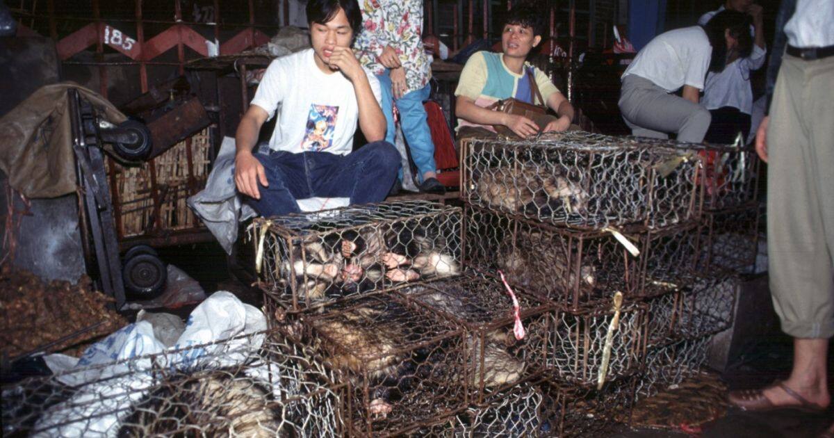 You are currently viewing În China a fost descoperit primul caz de gripă aviară H3N8 la oameni