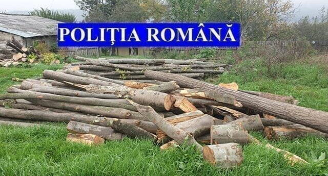 You are currently viewing Percheziţii în Dâmbovița, la suspecţi de furt de lemne din fondul forestier naţional