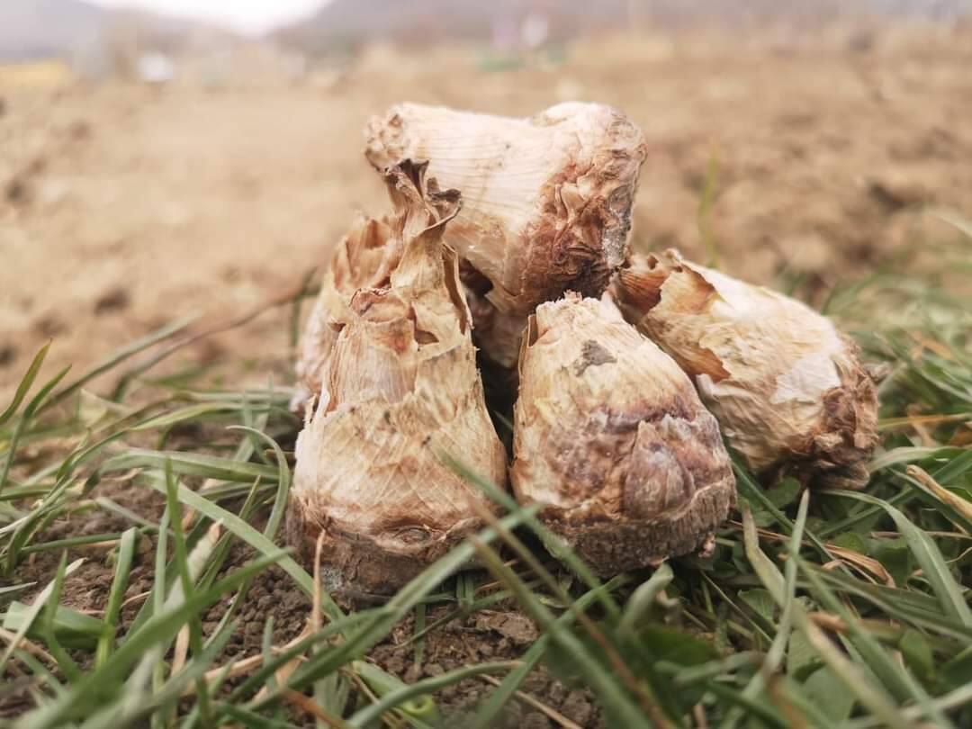 You are currently viewing Comuna Hoghilag din județul Sibiu a devenit renumită ca tărâm al tuberozelor