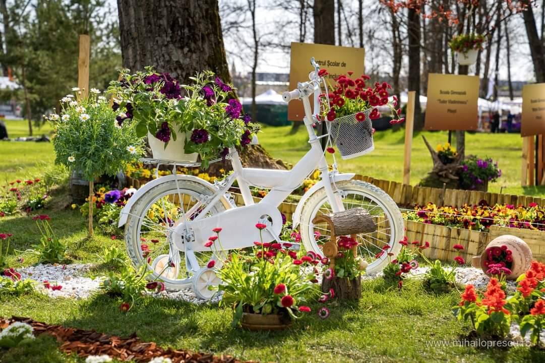 You are currently viewing O atracție inedită la Simfonia Lalelelor 2022: expoziția „Grădina mea – Florile Piteștiului”