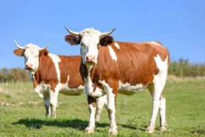 Read more about the article MADR acordă peste 450 de milioane de lei pentru susținerea activității crescătorilor din sectoarele bovine, suine și avicol