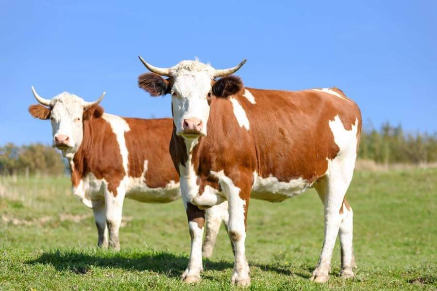 You are currently viewing MADR acordă peste 450 de milioane de lei pentru susținerea activității crescătorilor din sectoarele bovine, suine și avicol