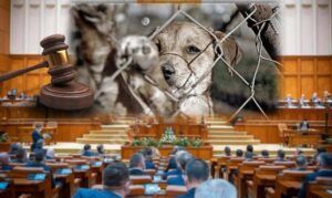 Read more about the article Până la 7 ani de închisoare, pentru cei care bat și ucid animale