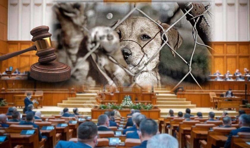 You are currently viewing Până la 7 ani de închisoare, pentru cei care bat și ucid animale