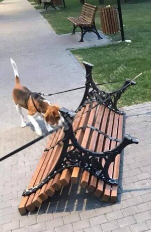 Read more about the article Acte de huliganism, azi noapte, în centrul municipiului Târgoviște. Făptașii au fost identificați, cu ajutorul camerelor video