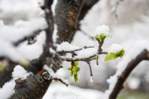 Read more about the article Iarna nu se dă dusă din România. Meteorologii anunță temperaturi în scădere și chiar lapoviță și ninsoare