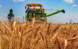 Read more about the article Argentina este prima țară din lume care va planta grâu modificat genetic