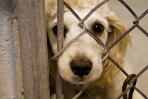 Read more about the article Verificări ale polițiștilor de la Biroul pentru Protecția Animalelor, în municipiul Târgoviște
