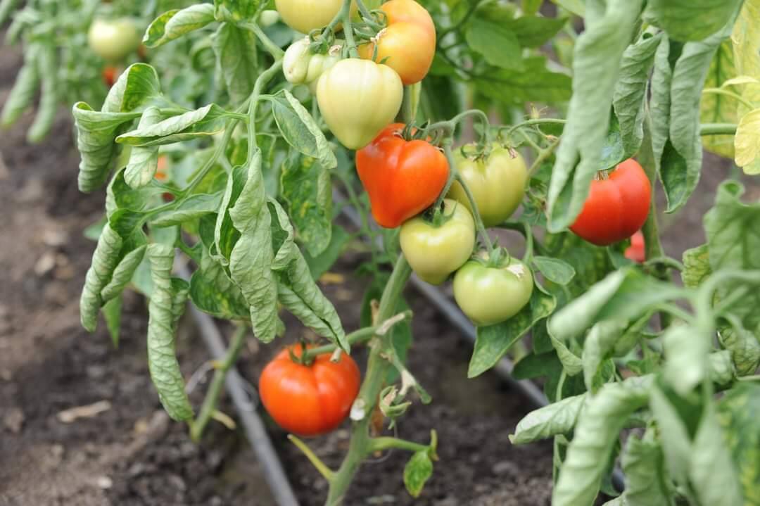 You are currently viewing Prelungirea perioadei de valorificare a producției din Programul Tomata, supusă dezbaterii publice