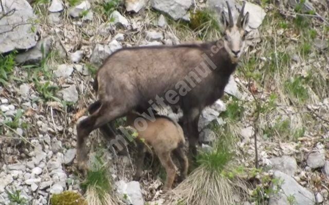You are currently viewing Un ied de capră neagră a fost filmat în timp ce este alăptat de mama sa, în Parcul Natural Bucegi