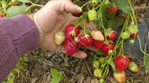 Read more about the article Un tânăr fermier dâmbovițean invită clienții să-și culeagă căpșunile direct din grădina sa