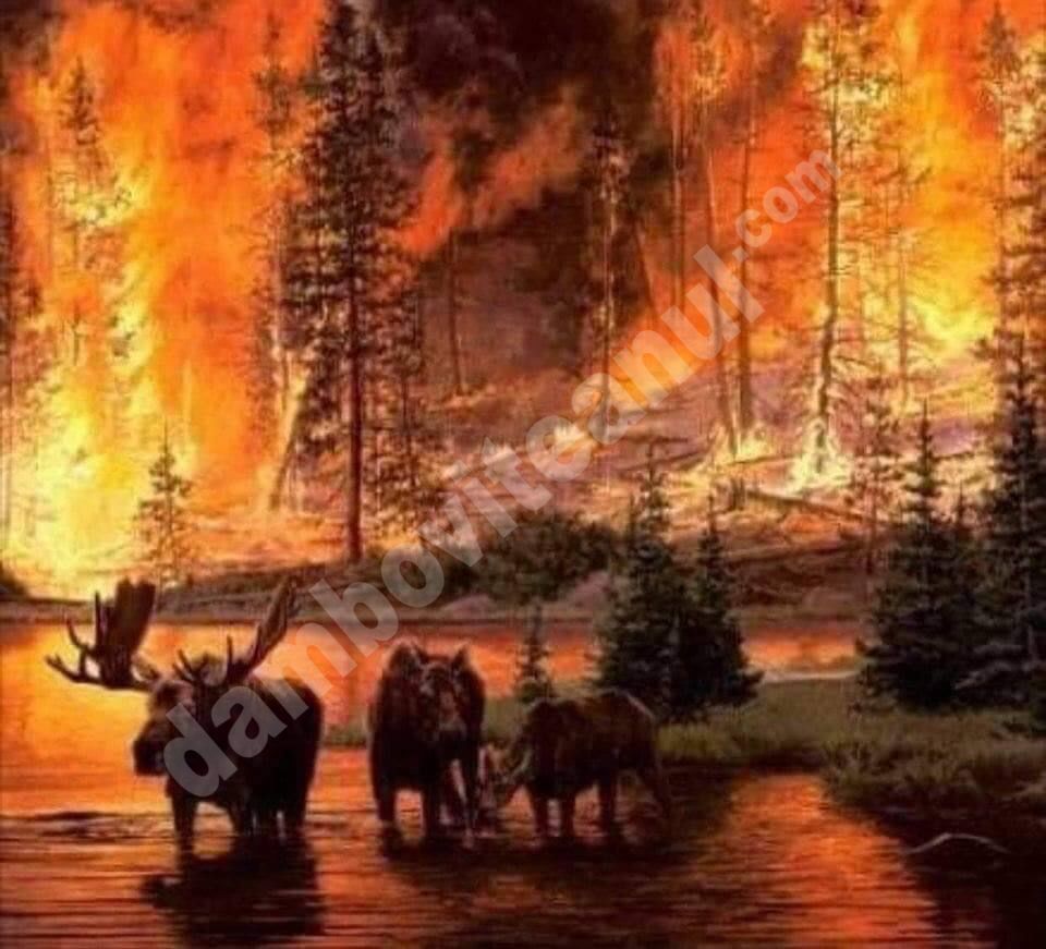 You are currently viewing Stare de urgență în Siberia, din cauza incendiilor