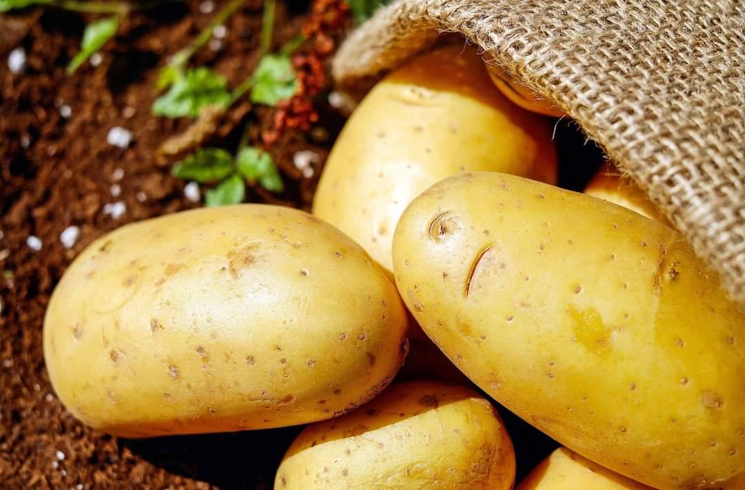 You are currently viewing Guvernul a aprobat schema de ajutor de 15 milioane de lei pentru cultivatorii de cartofi