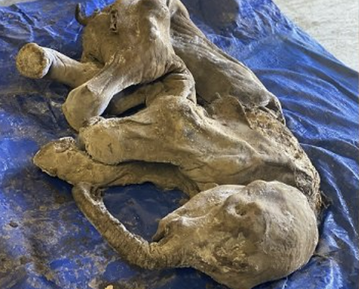 You are currently viewing Un pui de mamut, perfect conservat a fost descoperit în Canada