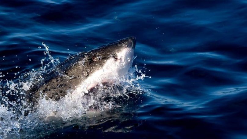 You are currently viewing MAE confirmă că o româncă a fost ucisă de un rechin în Egipt, Hurghada