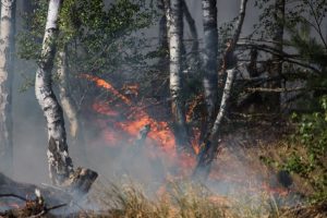 Read more about the article Aproximativ șase hectare de pădure au ars în Colibiţa
